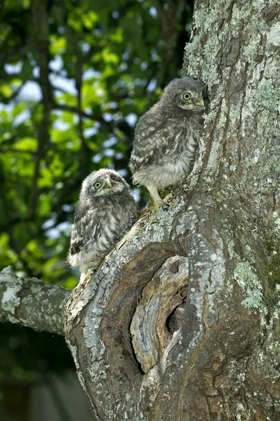 CHOUETTE CHEVECHE athene noctua — Stock Photo, Image