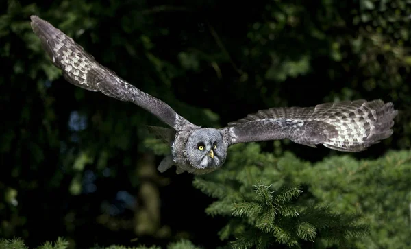 CHOUETTE LAPONE strix nebulosa — Stock Photo, Image