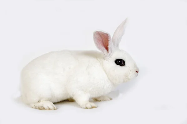 LAPIN BLANC DE HOTOT — Stock Photo, Image