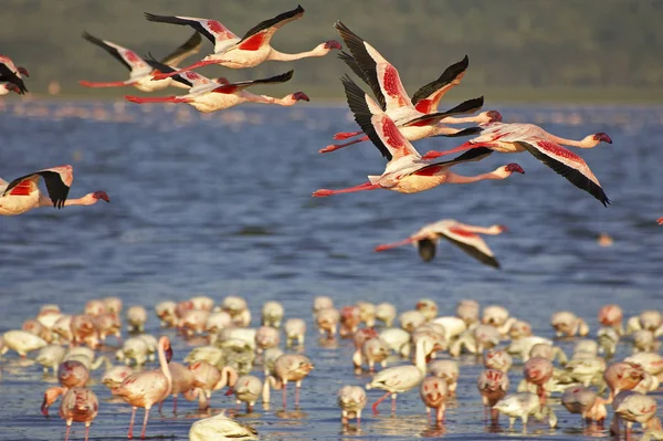 FLAMANT NAIN phoenicopterus minor — Stock Photo, Image