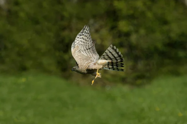 Epervier D'Europe accipiter nisus — стокове фото
