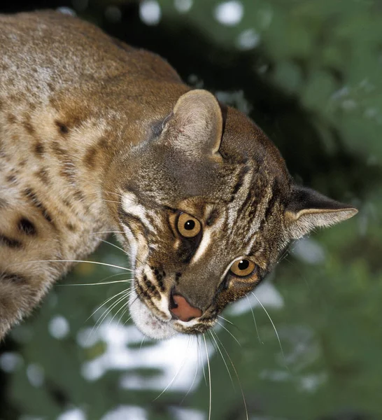 Chat Dore D 'Asie catopuma temmincki — Stock fotografie