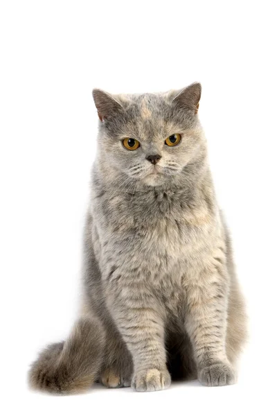 BRITISH SHORTHAIR BLEU CREME — 스톡 사진