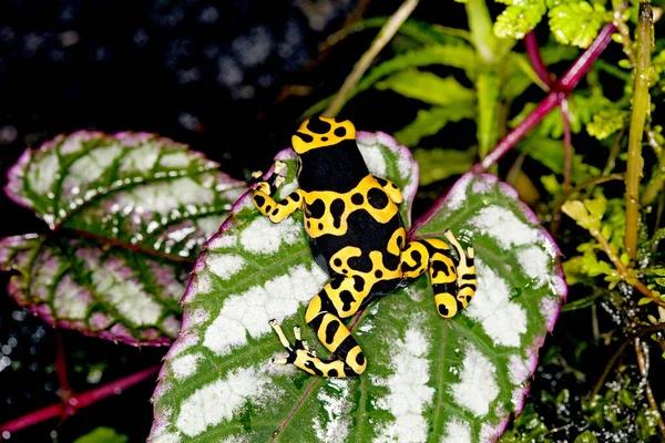 DENDROBATE JAUNE ET NOIR dendrobates Fables comelas — стоковое фото