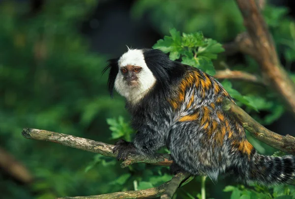 Ouistiti De Geoffroy callithrix geoffroyi — Stockfoto