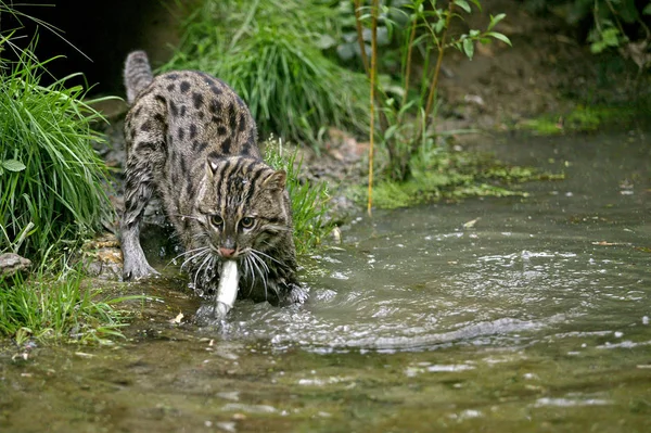 Chat Pecheur prionailurus viverrinus — Stok fotoğraf