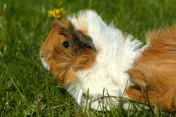 Cobaye A Poil Frise cavia porcellus — Fotografia de Stock