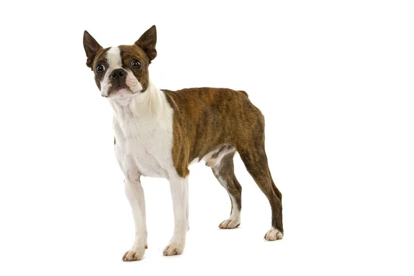 Boston terrier — Stockfoto