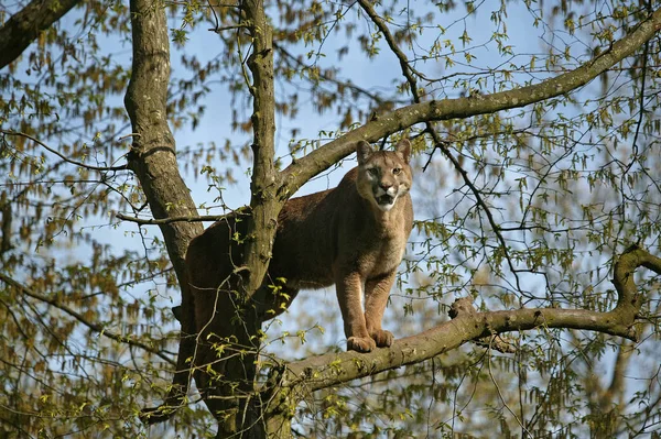 Puma puma concolor — Fotografia de Stock