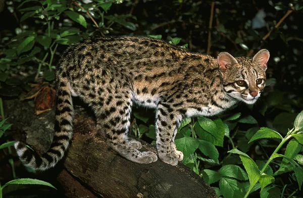 Oncille leopardus tigrinus — 스톡 사진