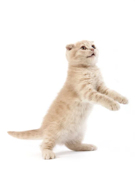 CRÈME SCOTTISH FOLD — Photo