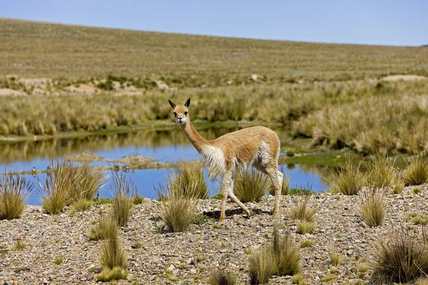 VIGOGNE lama vicugna — Stock Photo, Image