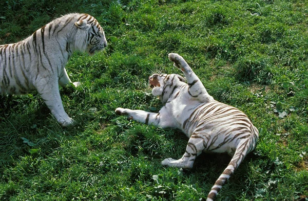 Tigre Blanc panthera tigris — Stok fotoğraf