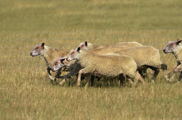 MOUTON CHAROLLAIS — kuvapankkivalokuva