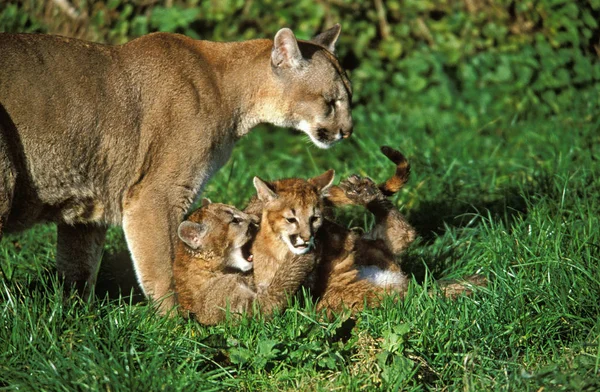 El color de la puma — Foto de Stock