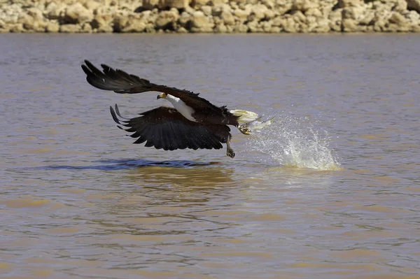 AIGLE PECHEUR D 'AFRIQUE haliaeetus vocifer — стоковое фото