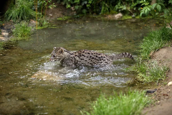 Csevegés Pecheur prionailurus viverrinus — Stock Fotó