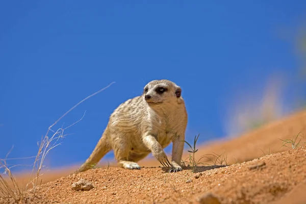 SURICATE suricatta — стоковое фото