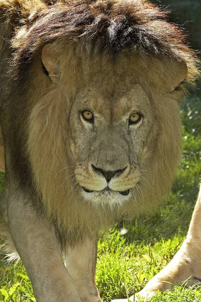 LION D 'AFRIQUE pantera leo — Foto de Stock