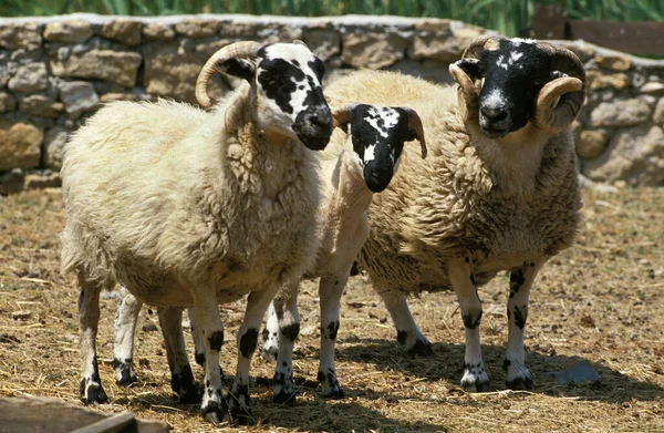 MOUTON SCOTTISH BLACK FACE — Stock Photo, Image