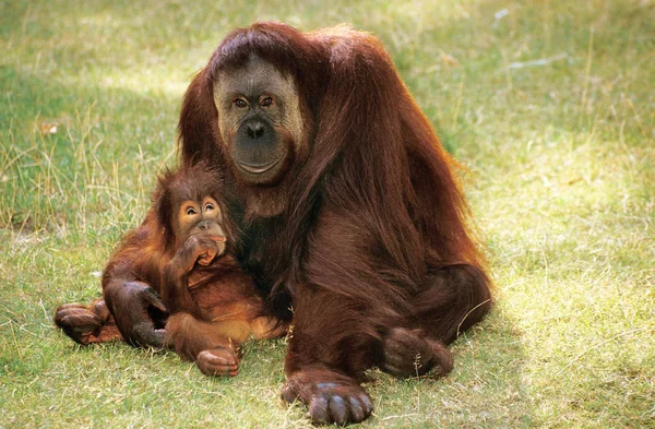 Orang Outan pongo pygmaeus — Fotografia de Stock