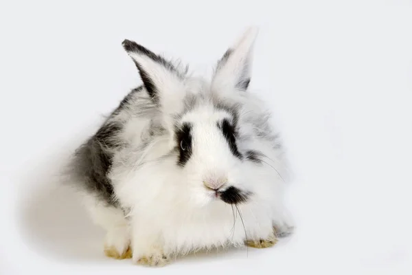 Lapin Nain Ordförande — Stockfoto