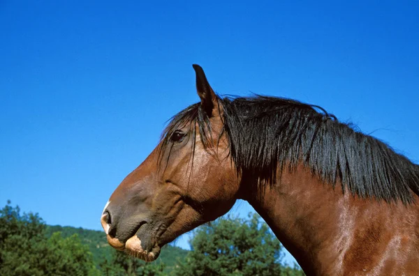 Cob Normand — Stockfoto