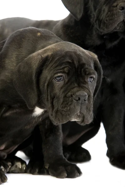 Cane corso — Stockfoto