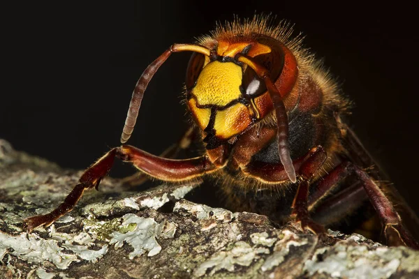 Frelon vespa crabo — Stockfoto