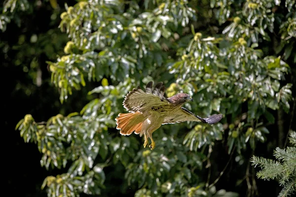 Buse A Queue Rousse buteo jamaicensis — 图库照片