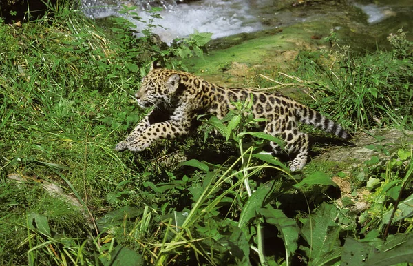 El pánico de Jaguar onca — Foto de Stock