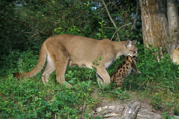 Puma puma concolor — Stok fotoğraf