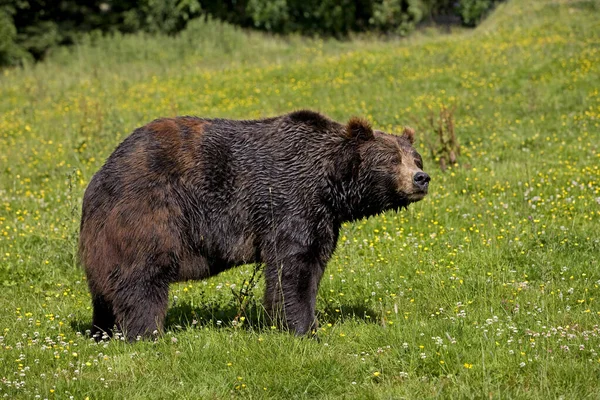 O nosso BRUN ursus arctos — Fotografia de Stock