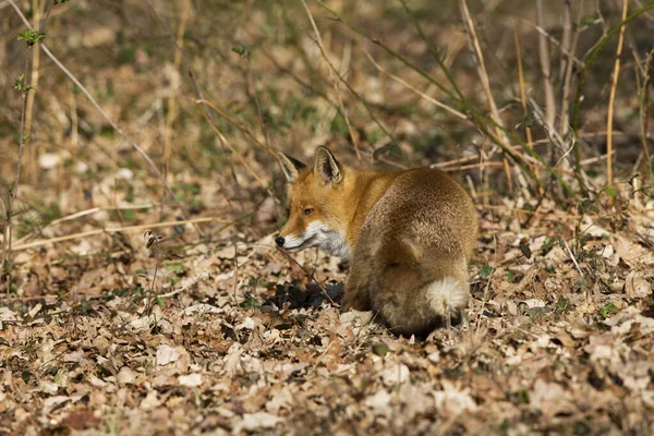 Renard Roux vulpes vulpes — Stok fotoğraf