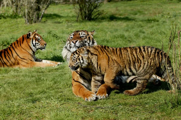 Tigre De Sumatra panthera tigris sumatrae — Zdjęcie stockowe