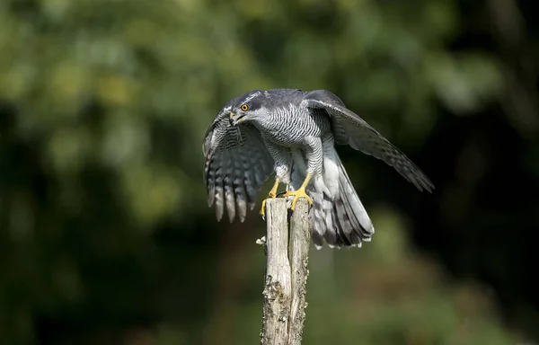 Autour Des Palombes Kazazede Gentilis — Stok fotoğraf