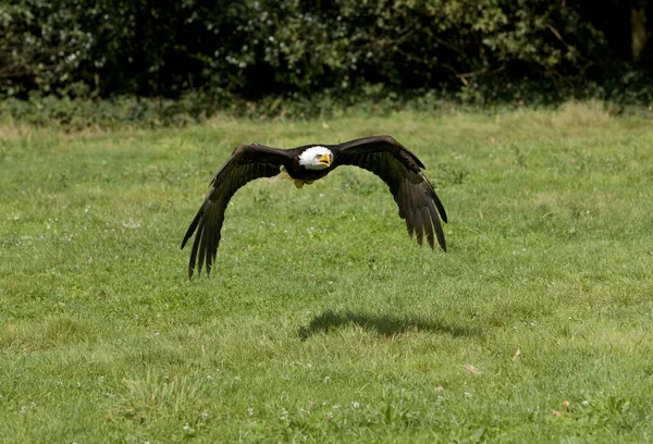 Pygargue Тете Бланш haliaeetus leucocephalus — стокове фото