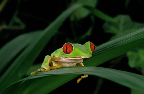 Rainette Aux Yeux Rouges agalychnis — 图库照片