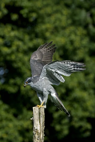 Autour Des Palombes accipiter gentilis — Stock fotografie