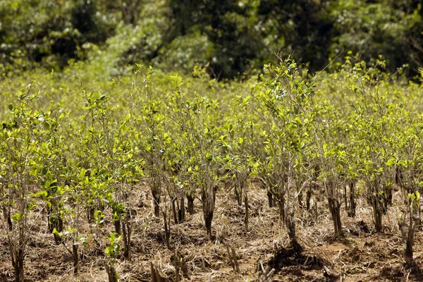 Kokain eritroksilik koka