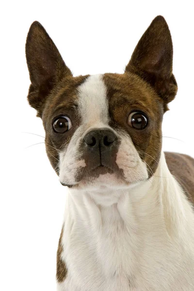 BOSTON TERRIER — Stock Photo, Image