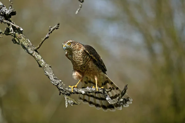 EPERVIER D 'EUROPE accipiter nisus — Fotografia de Stock