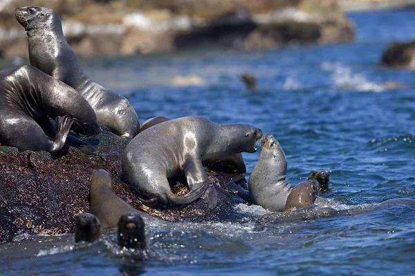 Löwe De Mer Austral otaria byronia — Stockfoto