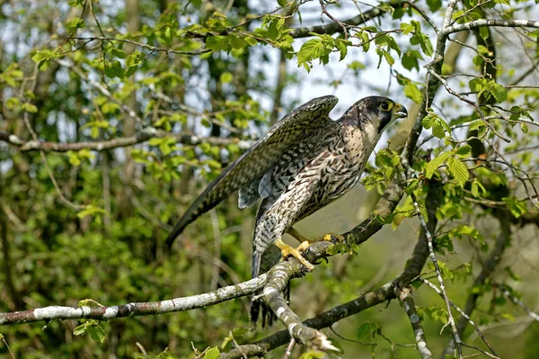 Faucon Pelerin falco peregrinus — Stockfoto