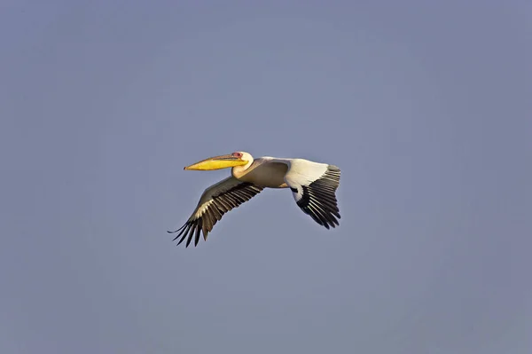 Pelikán Blanc pelecanus onocrotalus — Stock Fotó