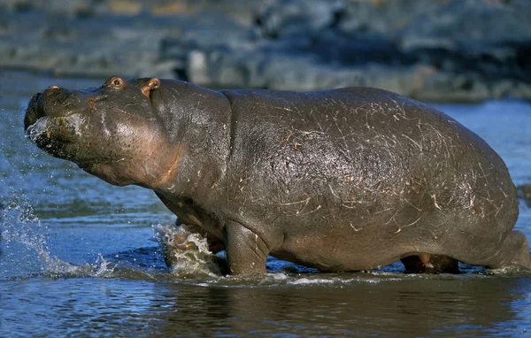 HIPPOPOTAME hipopótamo anfíbio — Fotografia de Stock