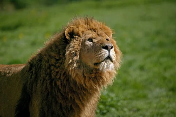 LION D'AFRIQUE panthera leo — Stock Photo, Image