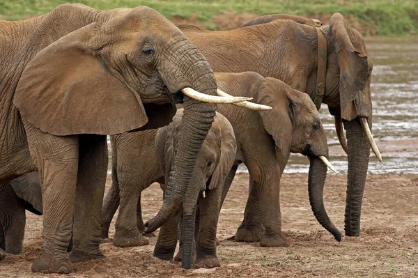 ELEPHANT D 'AFRIQUE loxodonta africana — стоковое фото