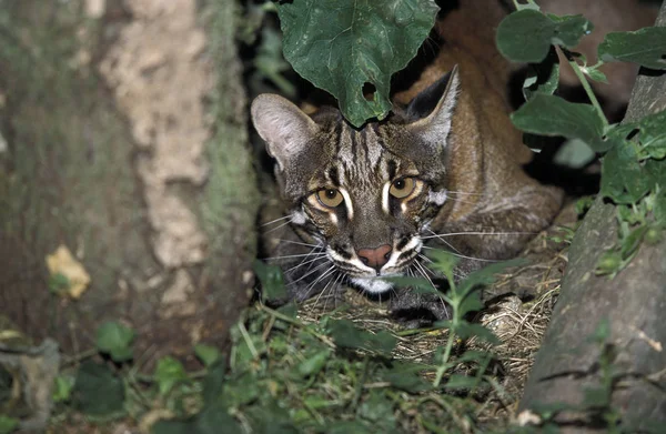 CHAT DORE D 'ASIE catopuma temmincki — Fotografia de Stock