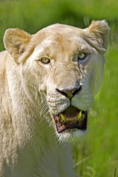 Lion Blanc panthera leo krugensis — Fotografia de Stock